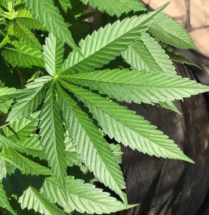 พีทมอสผสมเวอร์มิคูไลท์ Premium Media - Image 6