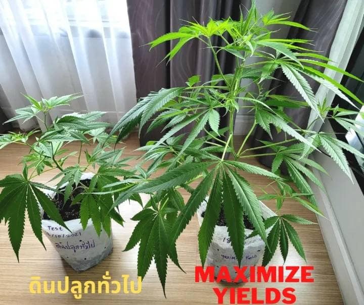 พีทมอสผสมเวอร์มิคูไลท์ Premium Media - Image 5