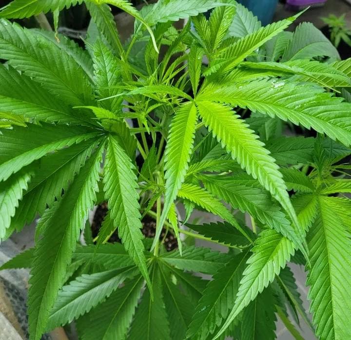 พีทมอส+เพอร์ไลท์+เวอร์มิคูไลท์ PPV MIX MEDIA - Image 5